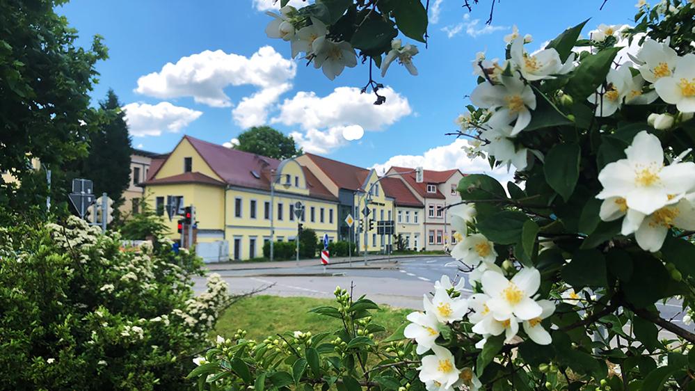 Außenansicht Stadtwerke Torgau mit Blüten im Vordergrund