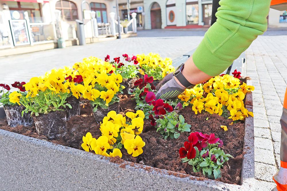 Gelbe und lila Hornveilchen in einem Blumenkübel